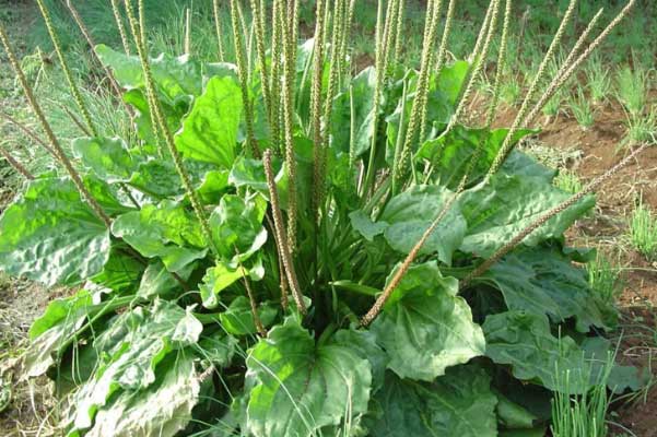 Cây cỏ dại quyền lực nhất thế giới: Diệt tận gốc tế bào ung thư, trợ thủ đắc lực cai nghiện thuốc lá