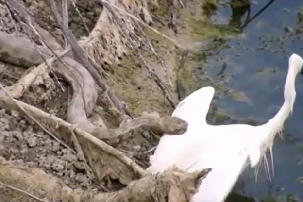 Clip: Cò trắng ác chiến giành sự sống trước rắn “khủng”