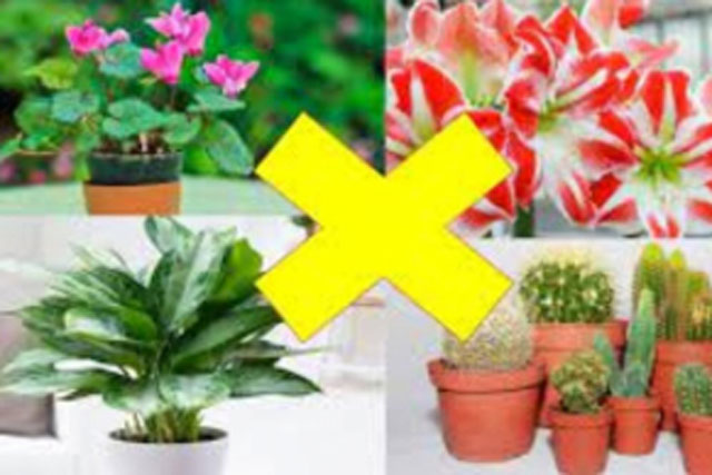 5 loại cây hút cạn tiền tài, trồng trong nhà chỉ thêm đen đủi, Thần tài quay bước bỏ đi