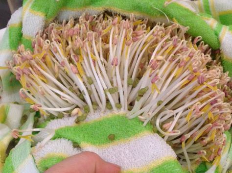 Mẹ đảm đang làm giá đỗ xanh tại nhà bằng chai nhựa, vỏ hộp