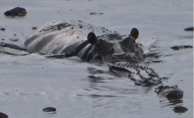 Clip: Hà mã nổi điên, quyết truy sát cá sấu