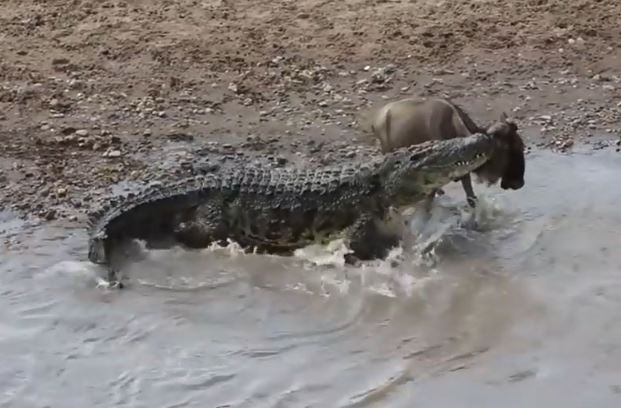 Clip: Cá sấu khổng lồ bò lên bờ “nhặt” linh dương đầu bò