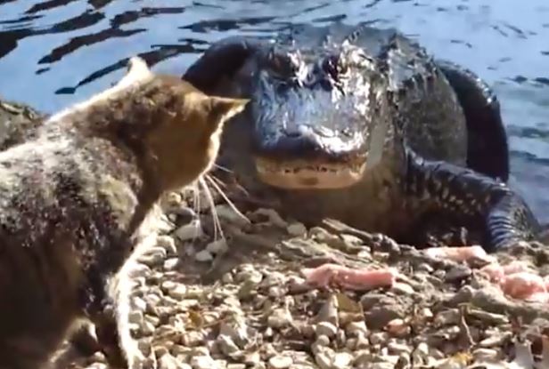 Clip: Những chú mèo “bá đạo” nhất thế giới