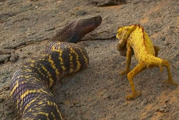 Clip: Tắc kè hoa ác chiến với rắn hổ mang ngựa vằn
