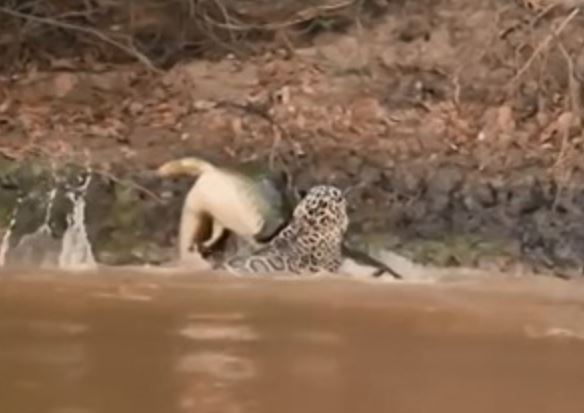 Clip: Báo hoa mai phi thân xuống sông tóm gọn cá sấu