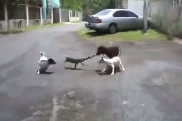 Clip: Cự đà bị 3 chú chó “tẩn lên bờ xuống ruộng”