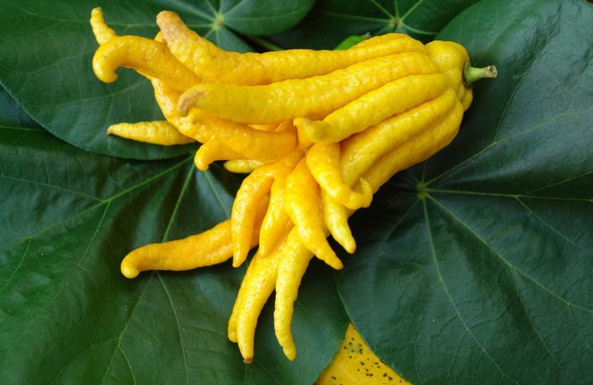 Phật thủ bày Tết mang làm món mứt ngon, giúp tăng sức đề kháng cực tốt