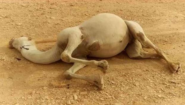 Vì sao không ai dám động vào xác lạc đà trong sa mạc, thậm chí bị coi là "vũ khí sinh hóa" nguy hiểm?