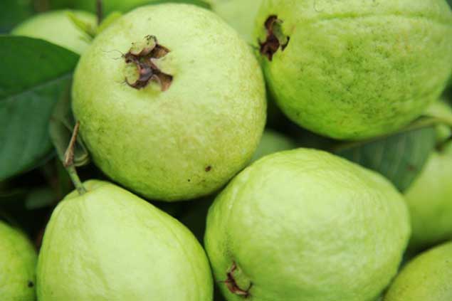 Biết điều này đảm bảo bạn thường xuyên ăn ổi hơn bất cứ loại trái cây nào khác