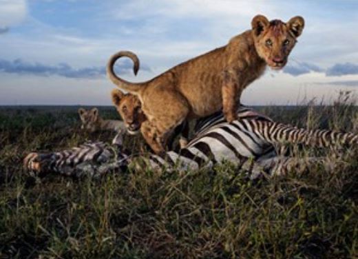 Clip: Cận cảnh những pha săn mồi tàn khốc của động vật