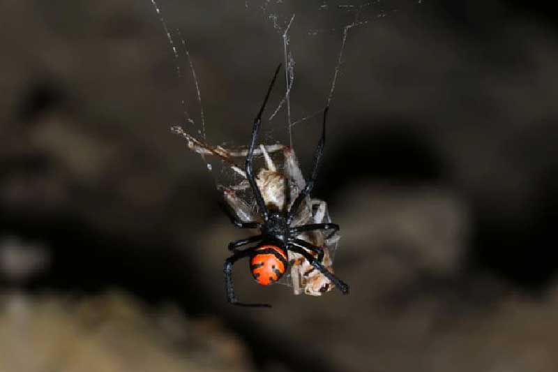 Loài nhện có nọc độc gấp 15 lần rắn đuôi chuông nguy hiểm như thế nào?