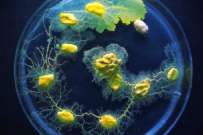 Sinh vật kỳ lạ sở hữu 720 giới tính, không có não nhưng rất thông minh