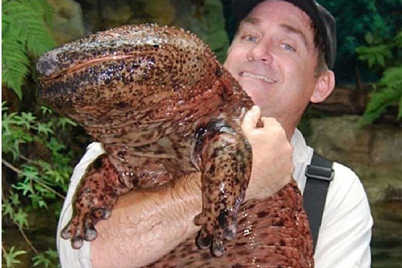 Andrias davidianus: Loài kỳ nhông khổng lồ, có kích thước bằng 1 phụ nữ trưởng thành