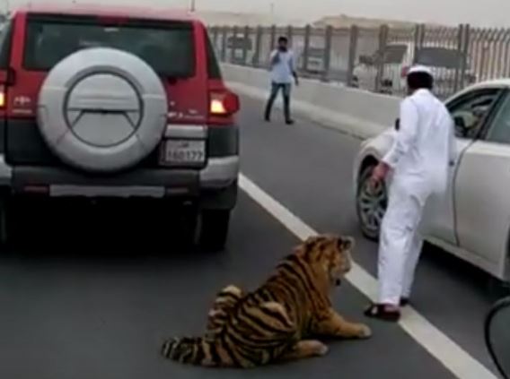 Clip: Đại gia Qatar “đau đầu” khi hổ dữ làm nũng