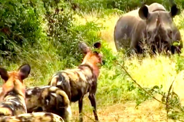 Clip: Bầy chó hoang trả giá đắt cho việc săn tê giác