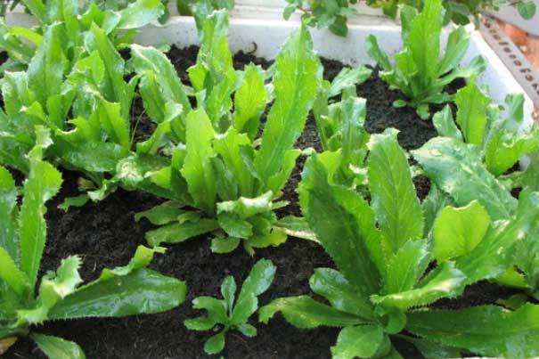 Bị 5 bệnh thường gặp này đừng vội chạy đi mua thuốc tây, chỉ cần vài cọng mùi tàu là khỏi ngay tức khắc