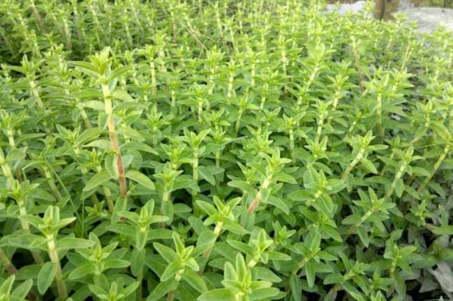 Chỉ cần 1 nắm rau ngổ, bạn có thể tự chữa khỏi tiệt 8 căn bệnh phổ biến không cần đến 1 viên thuốc