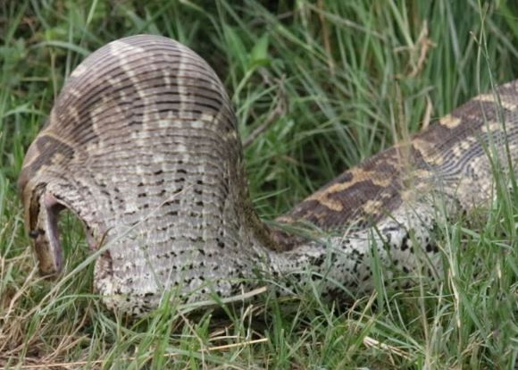 Clip: Trăn đá khổng lồ bị “biến dạng” khi nuốt gọn linh dương