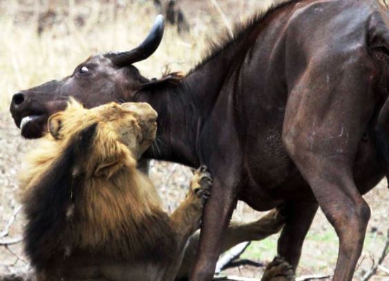 Clip: Xót xa cảnh sư tử đực hạ sát 2 mẹ con trâu rừng