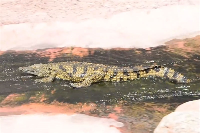 Cá sấu trượt máng nước.
