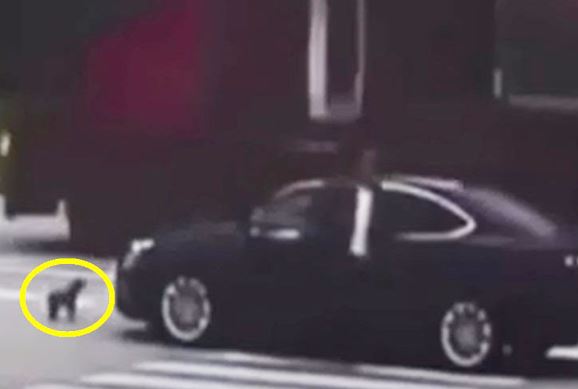 Clip: Cô chủ bị ngã, chú chó đuổi theo chặn đầu xe gây tai nạn