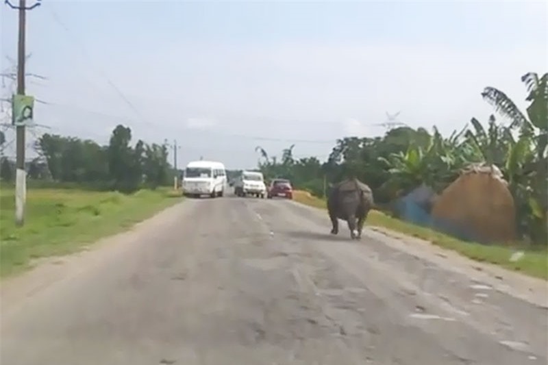 Tê giác chạy rông trên đường khiến nhiều tài xế xe hơi khiếp sợ.
