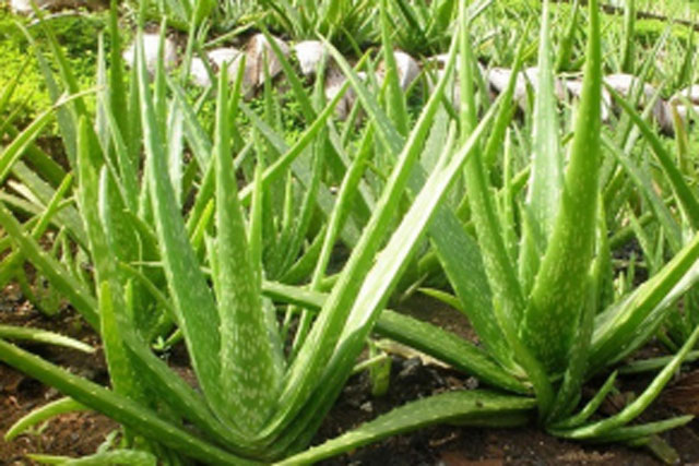 5 cây có thể khử trùng, làm sạch không khí, giúp người sống trong nhà luôn khỏe mạnh