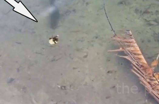 Clip: 5 pha bắt vịt và chim nước ấn tượng nhất của loài cá chó