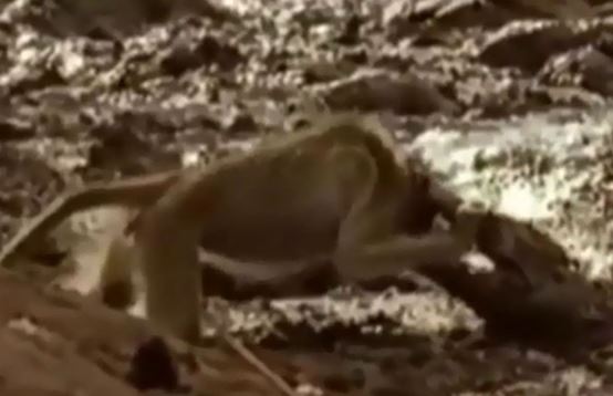 Clip: Bị cá sấu cắn vào đầu, khỉ đầu chó vẫn thoát chết thần kỳ