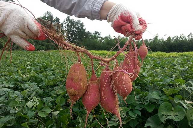 Bổ sung ngay món này vào thực đơn hằng ngày để ổn định đường huyết, ức chế ung thư