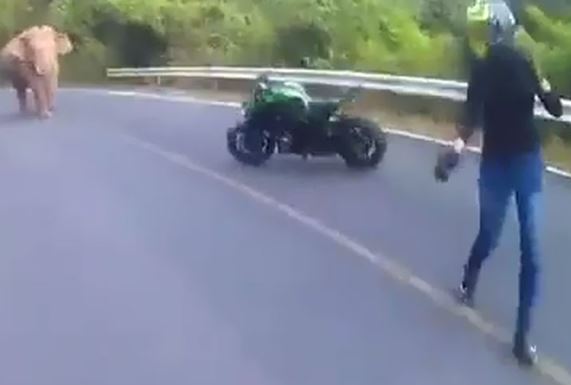 Clip: Bị voi rừng chặn đường, biker Thái Lan “bỏ của chạy lấy người”