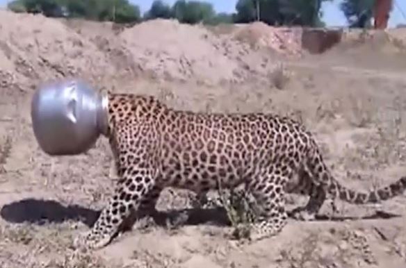 Clip: Báo đốm bị mắc kẹt đầu trong nồi