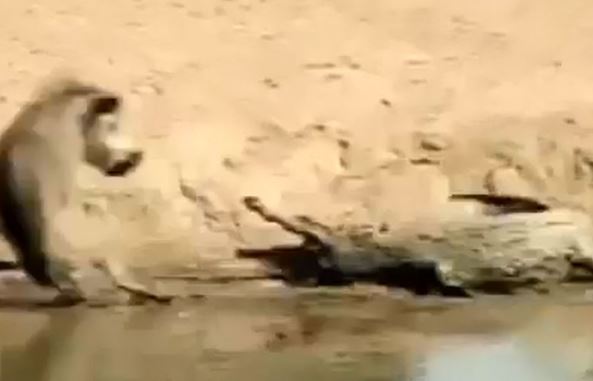 Clip: Heo rừng suýt bỏ mạng vì “trêu ngươi” cá sấu