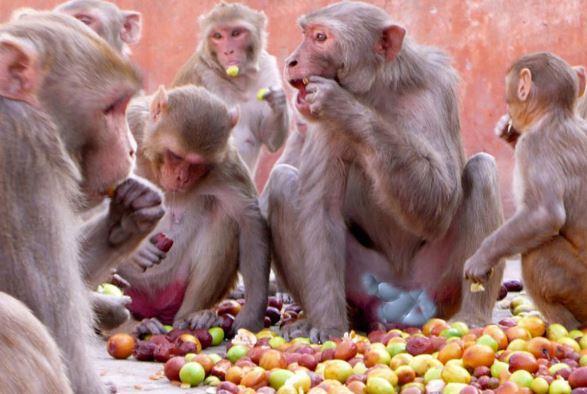 Clip: “Băng đảng” khỉ ăn trộm nông sản của người dân