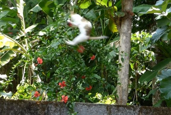 Clip: Mèo làm “siêu nhân”, bay người lên không trung bắt chim