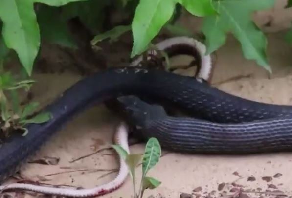 Clip: Rắn nuốt chửng đồng loại rồi bất ngờ nhả ra