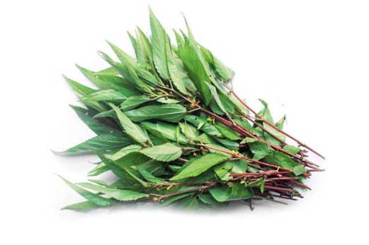 Rau đay chính là thần dược cho sức khoẻ mà ít ai ngờ tới và biết để tận dụng