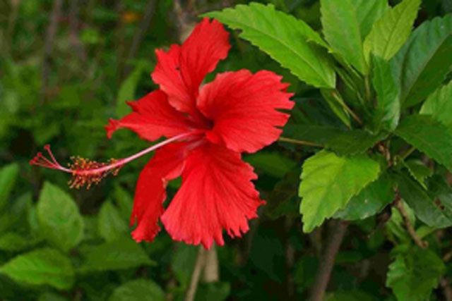 Thần May Mắn kỵ nhất 5 loại hoa này, để trong nhà khác gì mời gọi vận xui