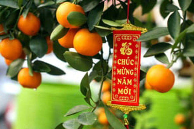 Tiện dùng quất chơi Tết để ăn, vắt vào nước chấm, các chuyên gia khuyến cáo tuyệt đối không nên