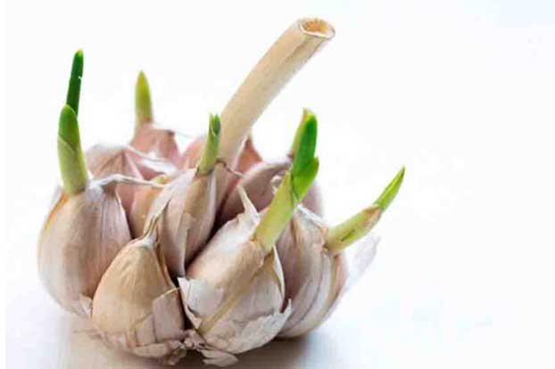 Bạn có biết tỏi mọc mầm chính là thần dược ngừa ung thư và bệnh tim mạch hiệu quả nhất