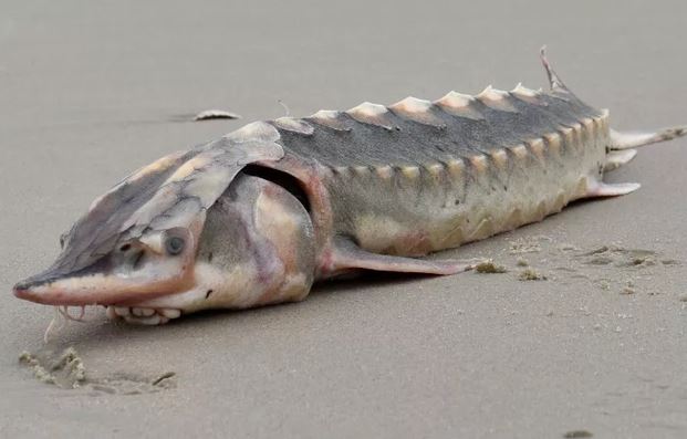 Phát hiện xác loài cá tiền sử tồn tại từ thời khủng long dạt vào bờ biển Mỹ