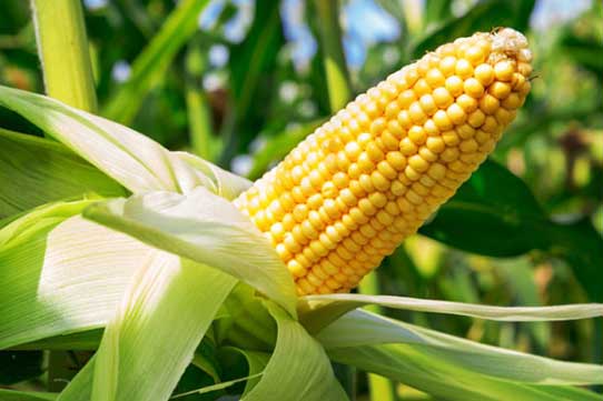 Top 7 loại thực phẩm có thể thay thế gạo tốt nhất, bạn nên thử