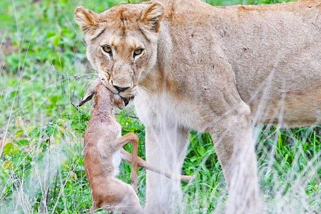 Linh dương impala bị sư tử tóm gọn