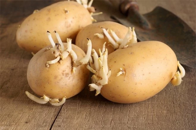 5 điều cấm kỵ khi bảo quản khoai tây khiến nó nhanh hỏng, ăn vào thậm chí còn gây ung thư - Ảnh 1.
