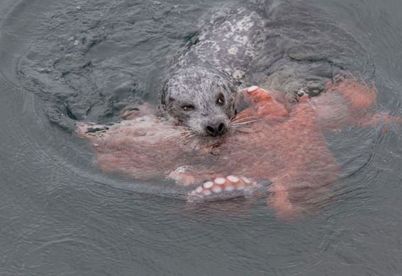 Clip: Bị bạch tuộc khổng lồ quấn chặt, hải cẩu vẫn thoát chết "thần kỳ"