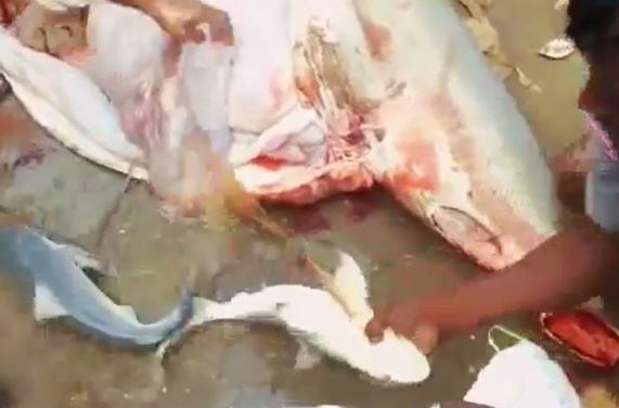 Clip: “Phẫn nộ” trước cảnh mổ bụng cá mập mẹ sắp sinh