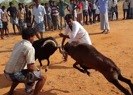 Clip: Chiêm ngưỡng màn chọi dê “tàn khốc” ở Ấn Độ