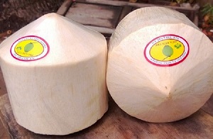 Xuất khẩu dừa tươi vào Mỹ phải tiến hành phân tích nguy cơ dịch hại