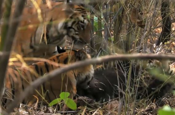 Clip: Gấu chết thảm dưới nanh vuốt “chúa sơn lâm”