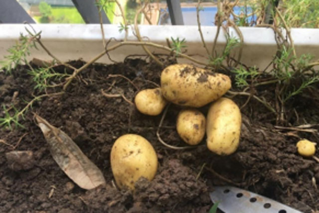 Khoai tây mọc mầm không ăn được nhưng tận dụng để bón cây thì nửa năm hoa vẫn tươi